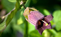 Homeopatski lek BELLADONNA