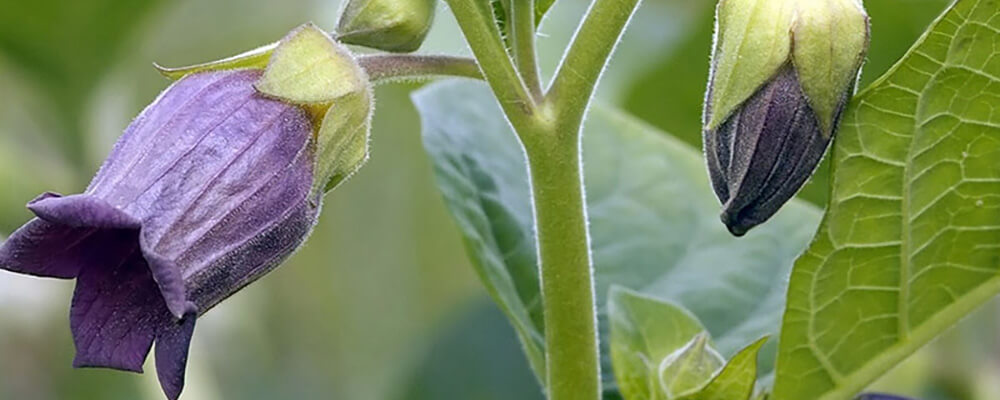 Homeopatski lek BELLADONNA