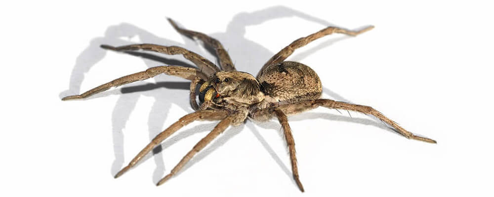 Homeopatski lek Tarentula Hispanica